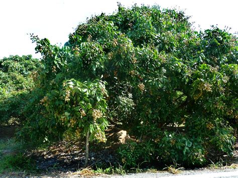 Wie Man Einen Longan-Baum Wässert, Wenn Es Blüht